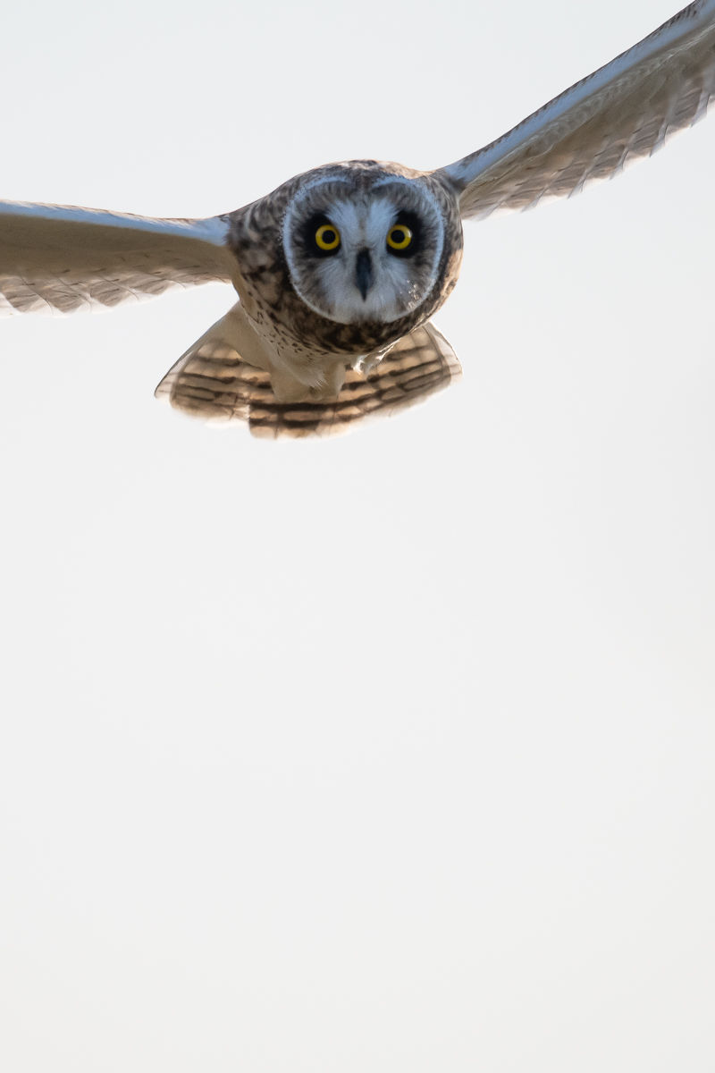 Regard du hibou des marais